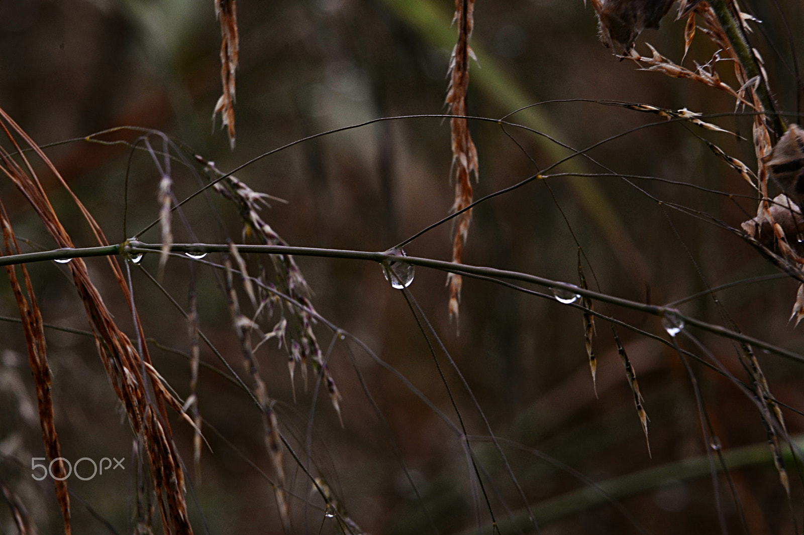 Nikon D610 sample photo. Primavera sempre photography