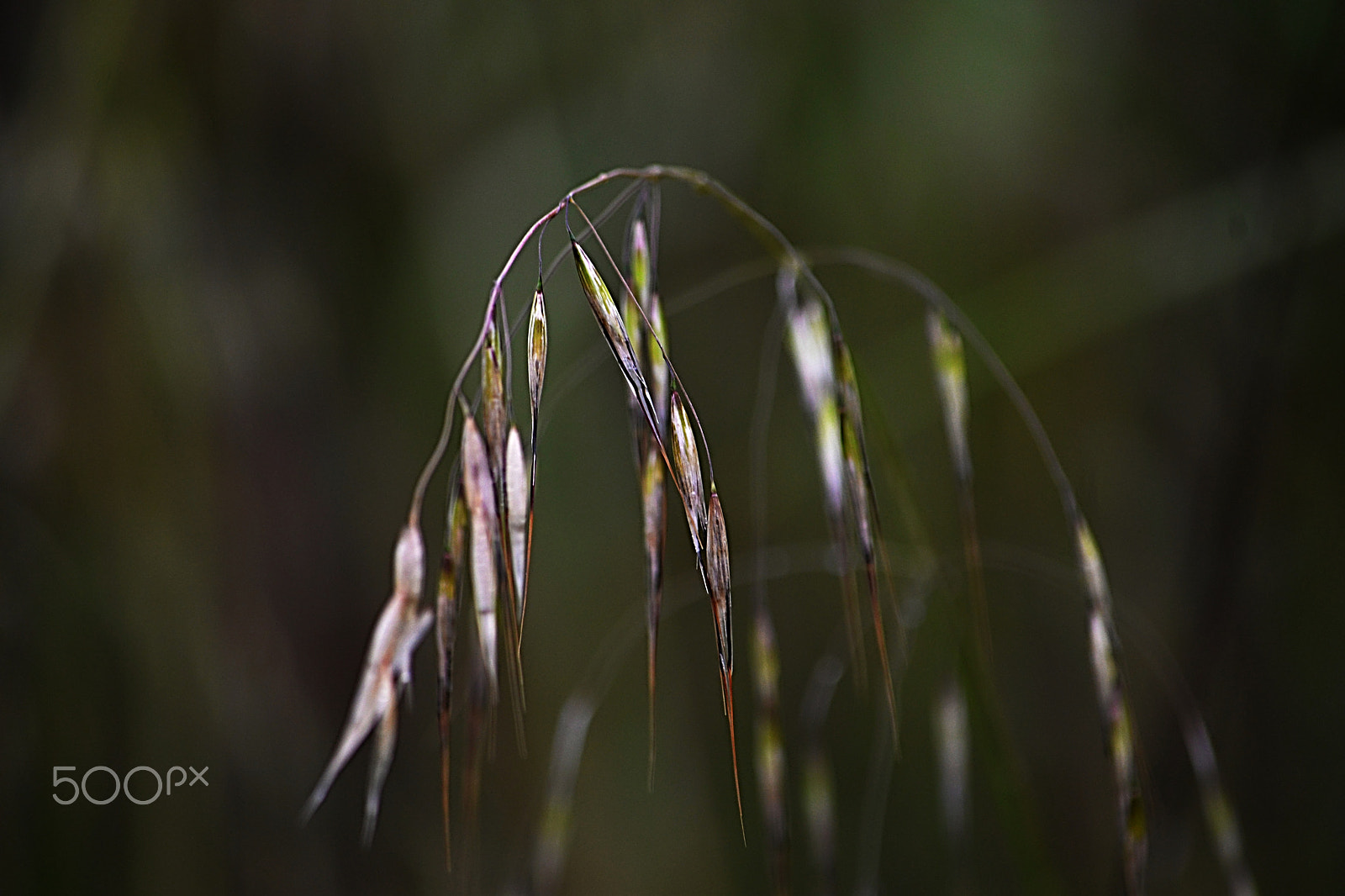 Nikon D610 sample photo. Primavera sempre photography