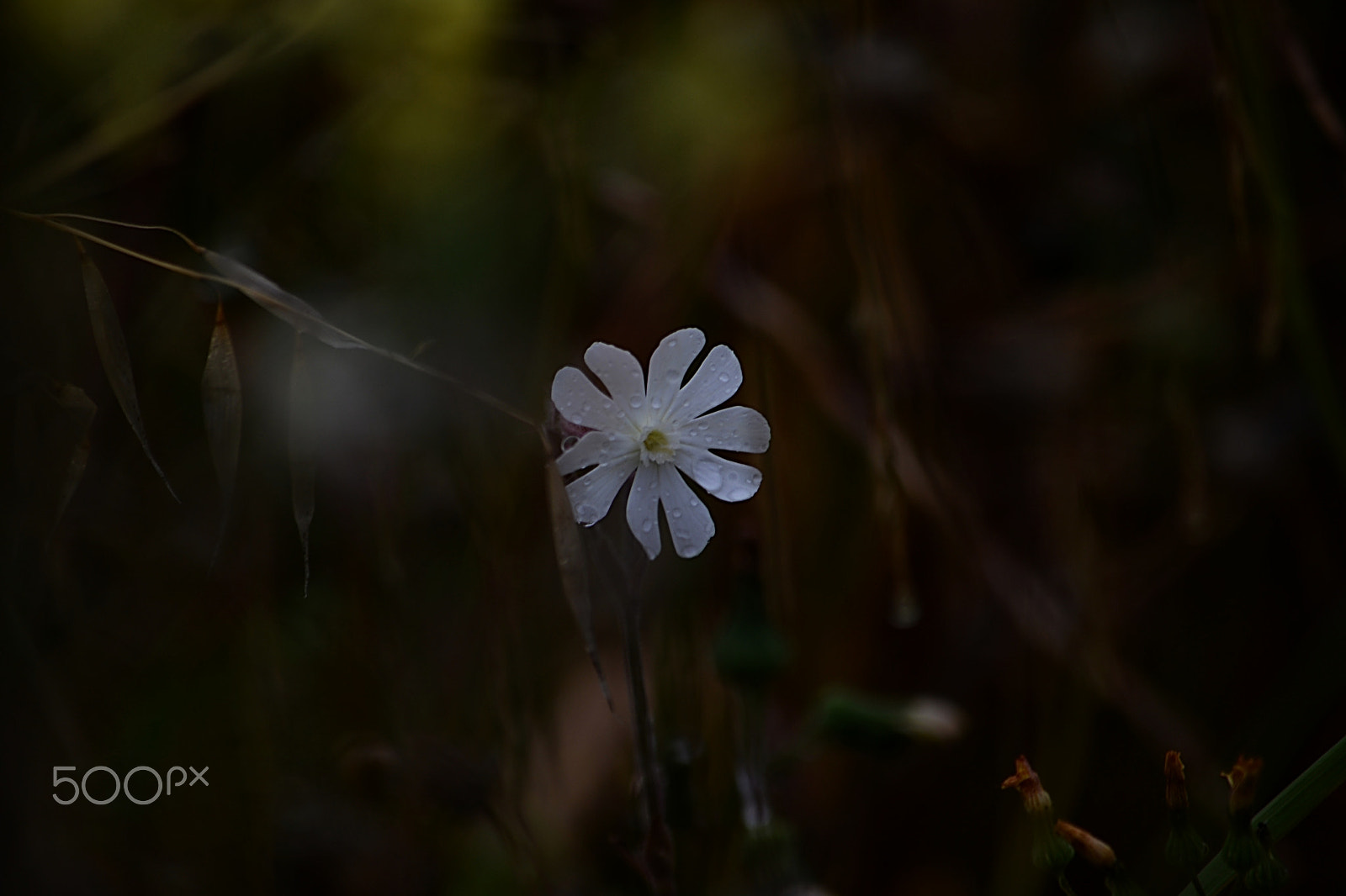 Nikon D610 sample photo. Primavera sempre photography
