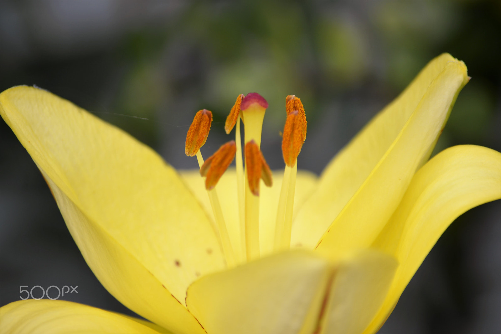 Nikon D610 sample photo. Primavera sempre photography