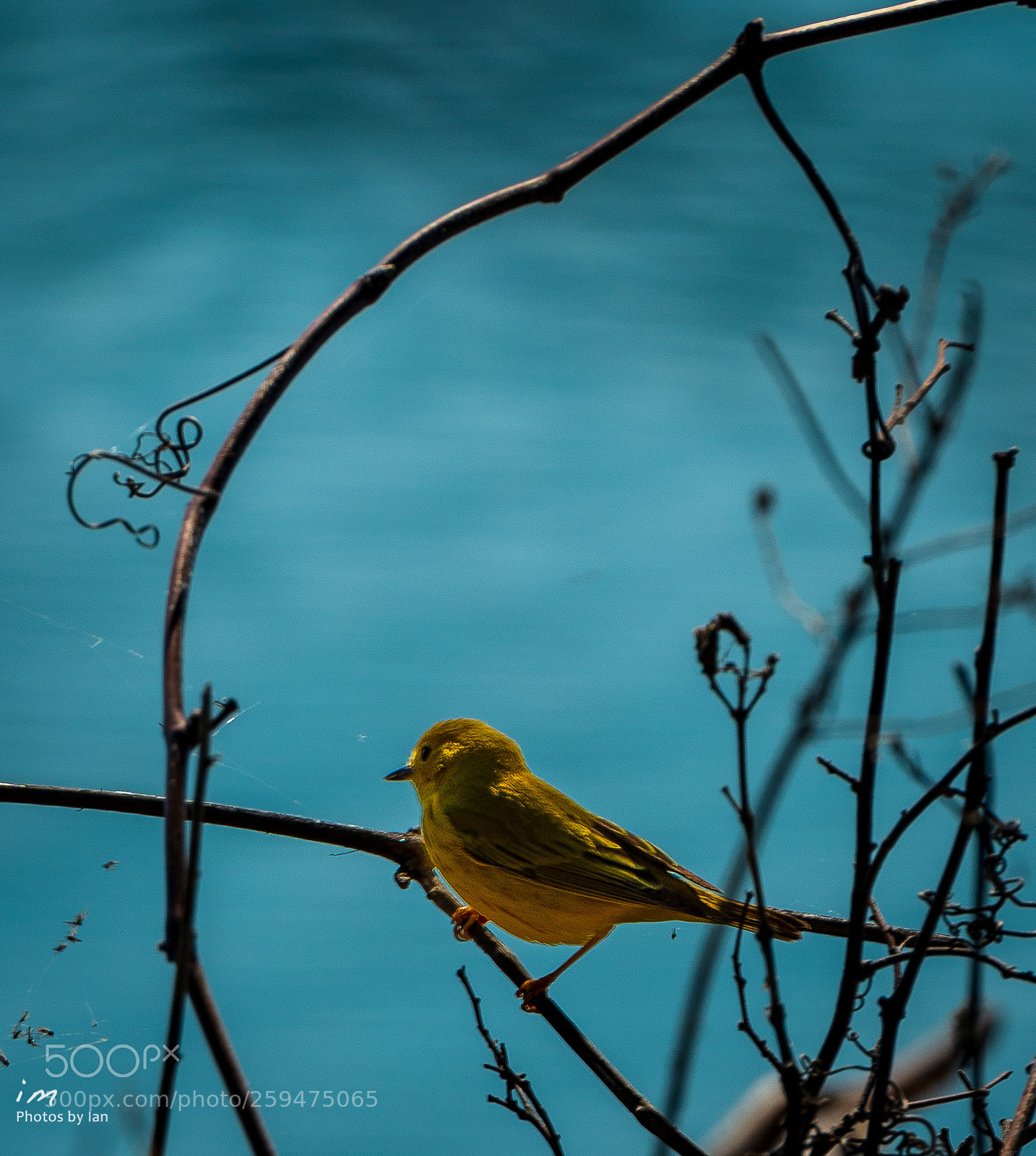 Nikon D610 sample photo. Warbler at point pelee photography