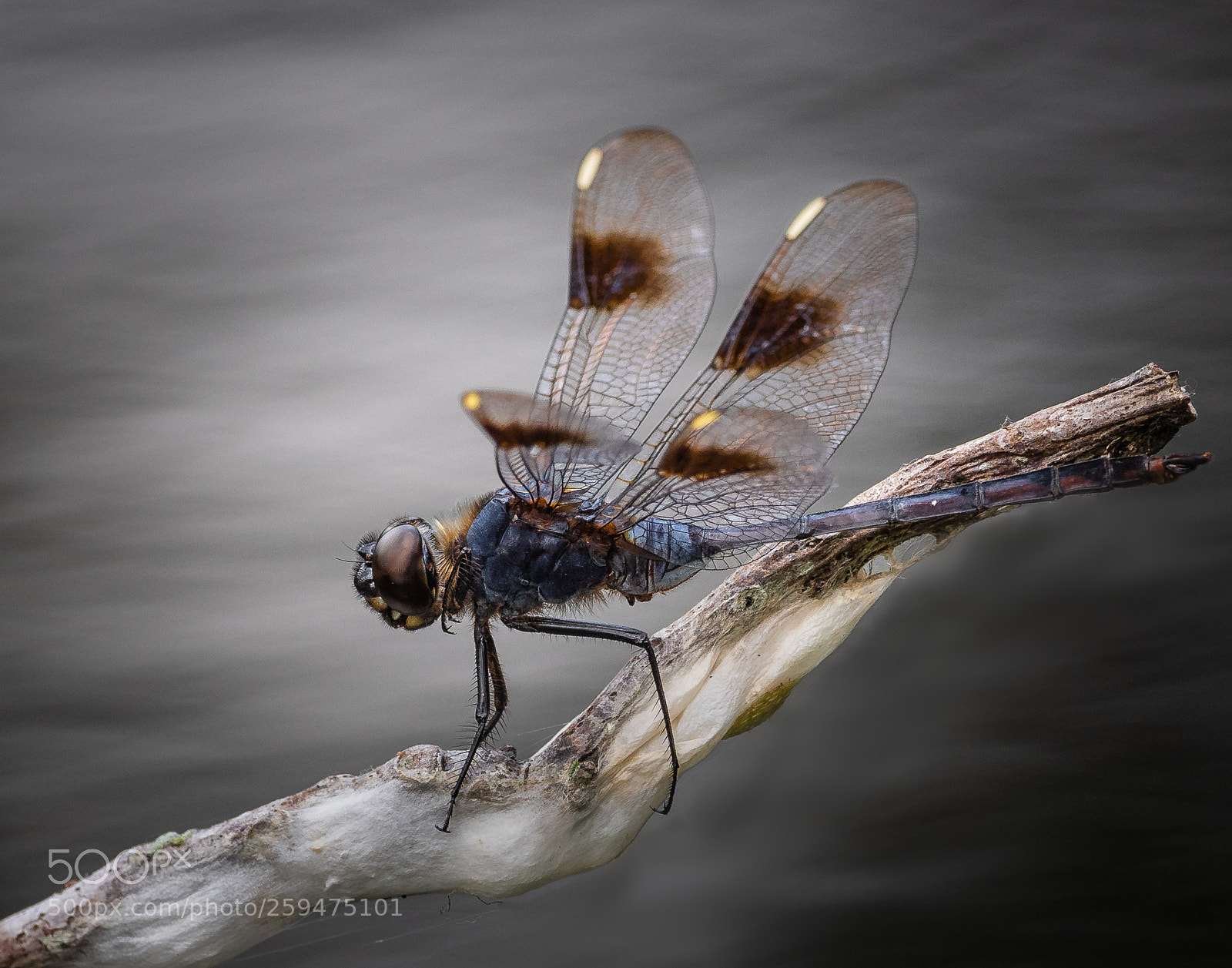 Olympus OM-D E-M1 Mark II sample photo. Four-spotted pennant brachymesia gravida photography
