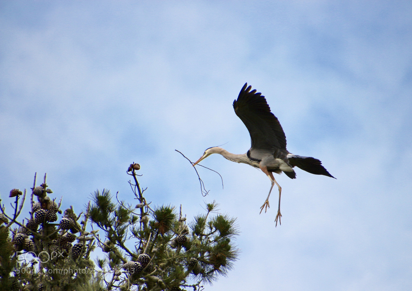 Canon EOS 700D (EOS Rebel T5i / EOS Kiss X7i) sample photo. Nest maintenance photography