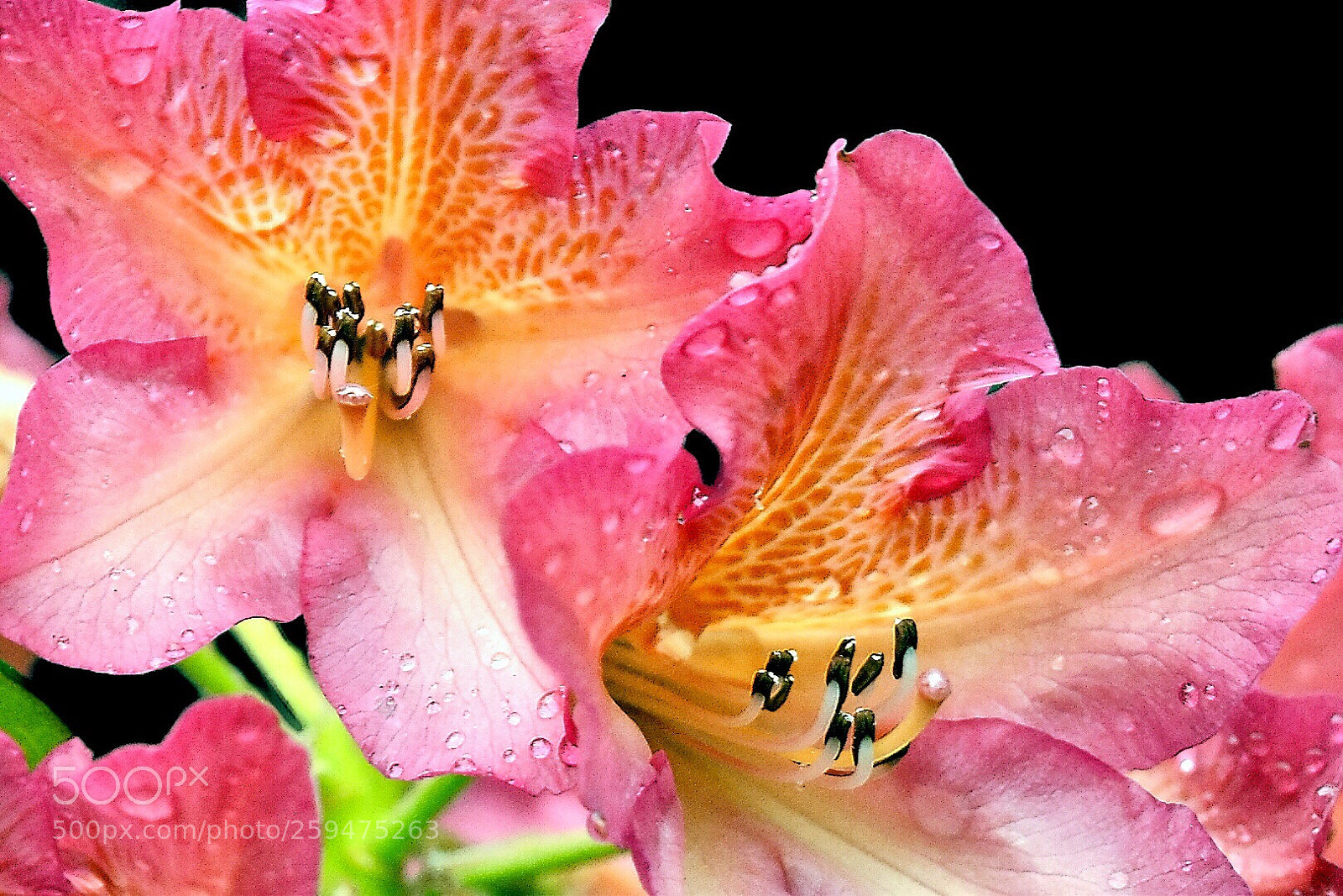 Nikon D5600 sample photo. Rhododendron after rain.. photography