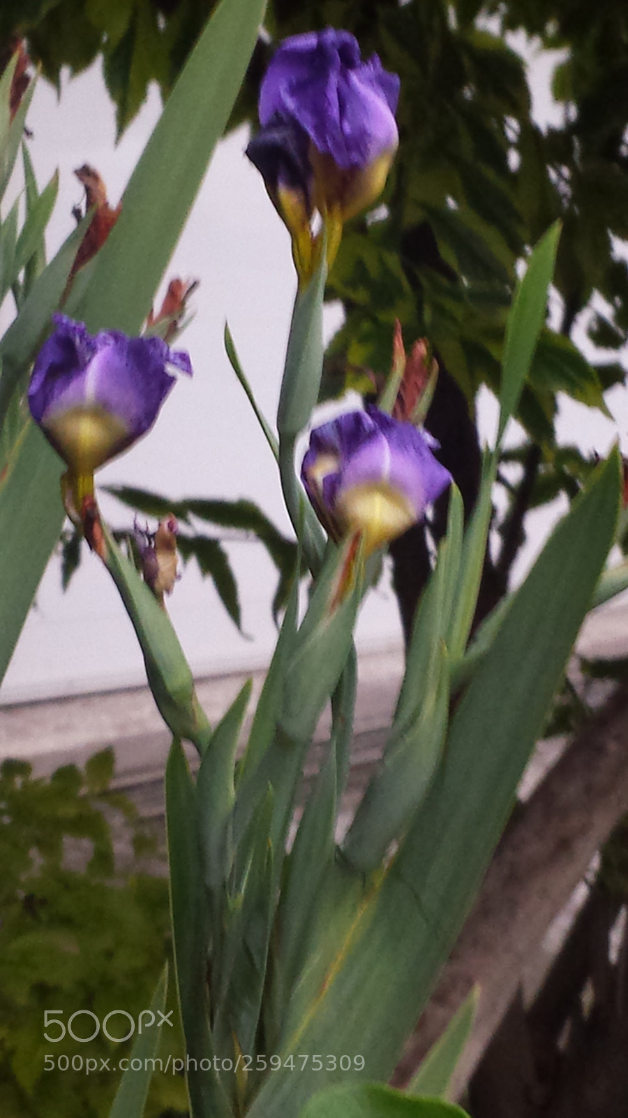 Samsung Galaxy S4 sample photo. Untitled photography