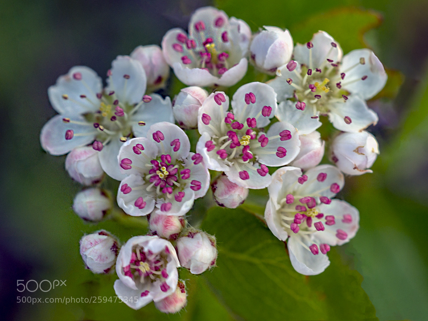 Sony SLT-A65 (SLT-A65V) sample photo. Hawthorn flowers photography