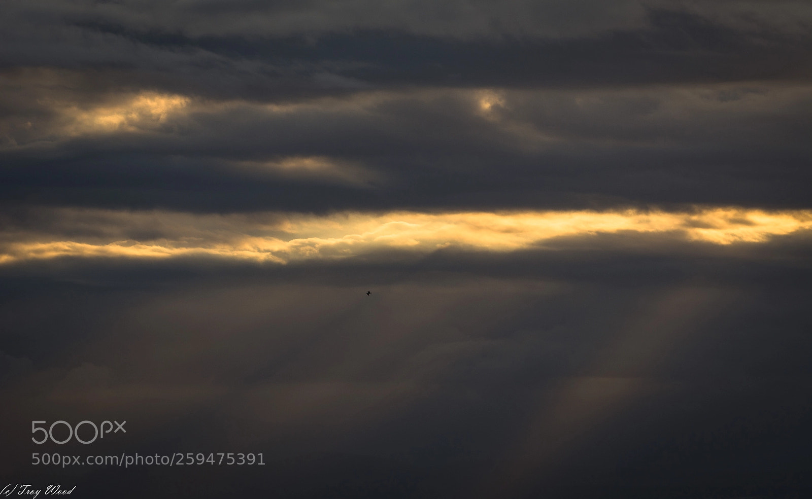 Nikon D7100 sample photo. Gull in the glow photography