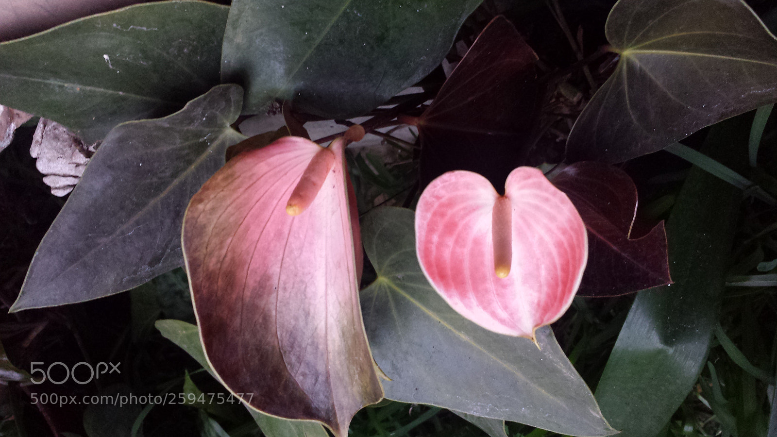 Samsung Galaxy S4 sample photo. Untitled photography