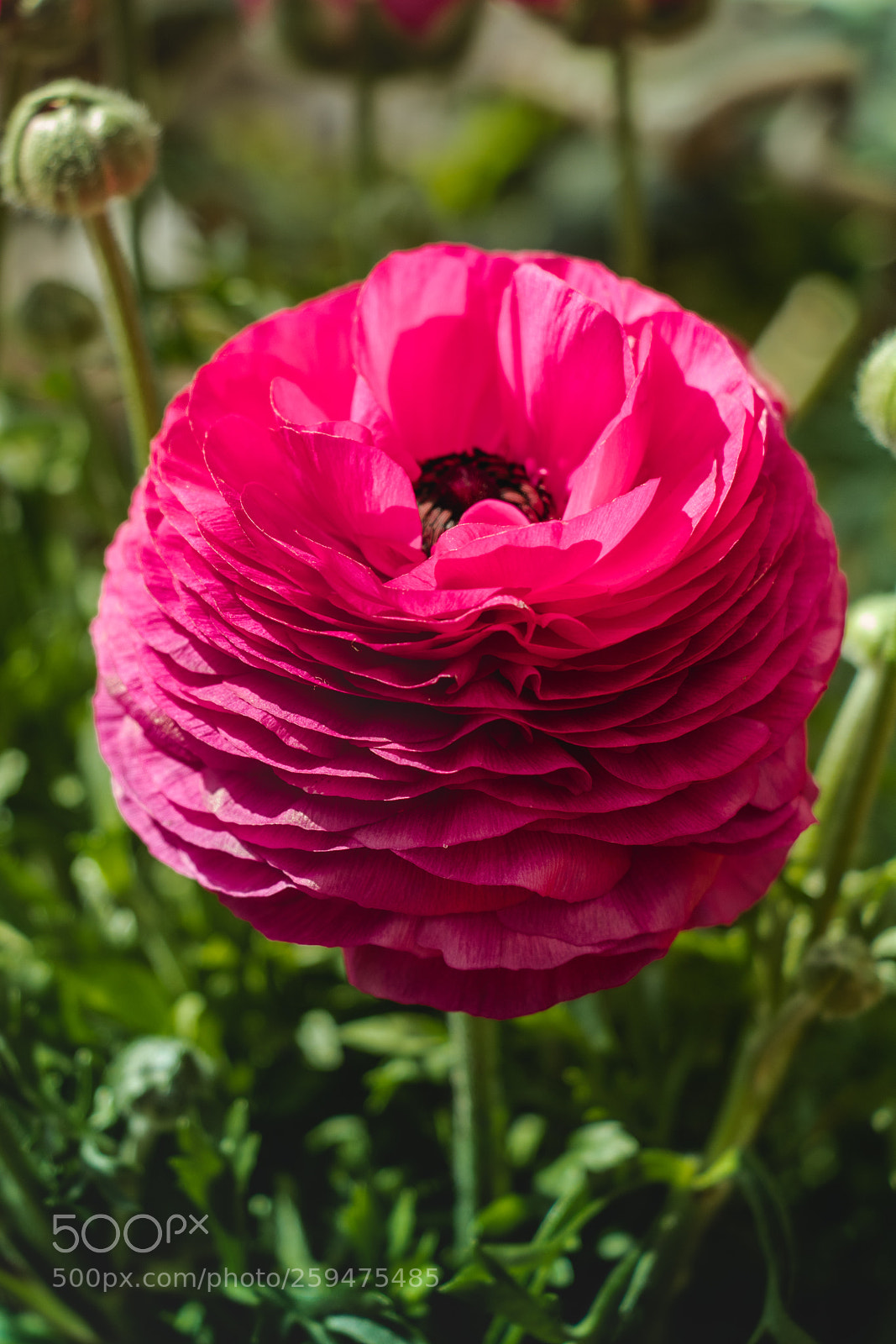 Canon EOS 800D (EOS Rebel T7i / EOS Kiss X9i) sample photo. Oriental poppy photography