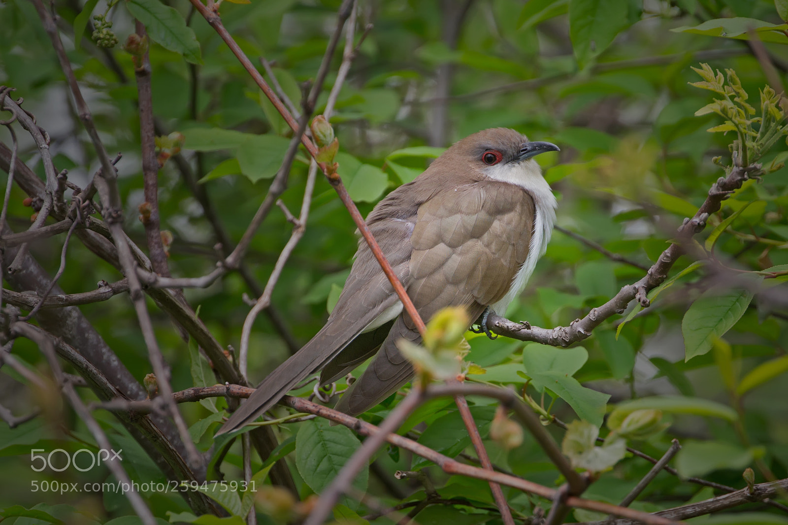 Canon EOS-1D X sample photo. Black-billed cuckoo 5505 photography