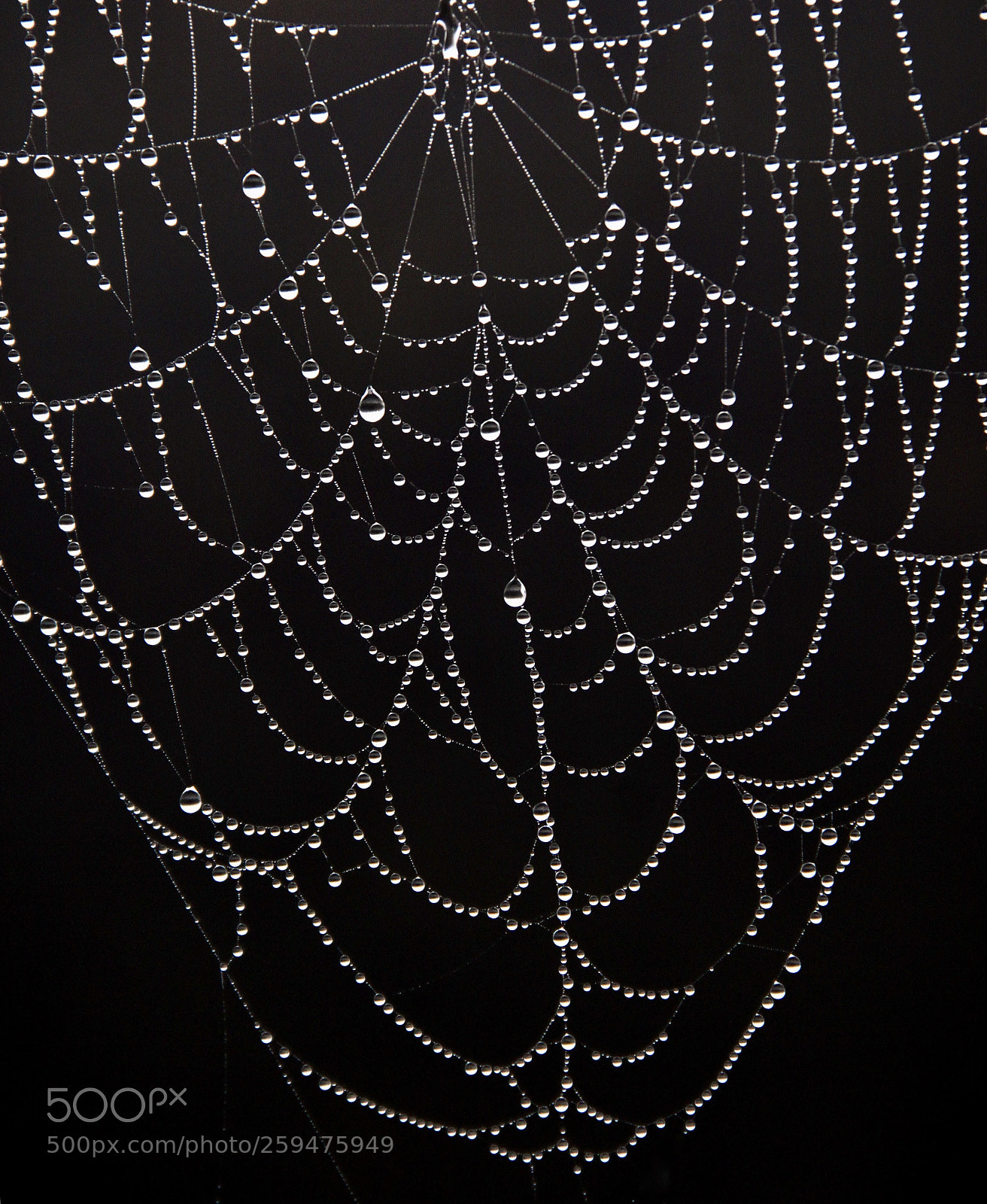 Canon EOS 50D sample photo. Spiderweb photography
