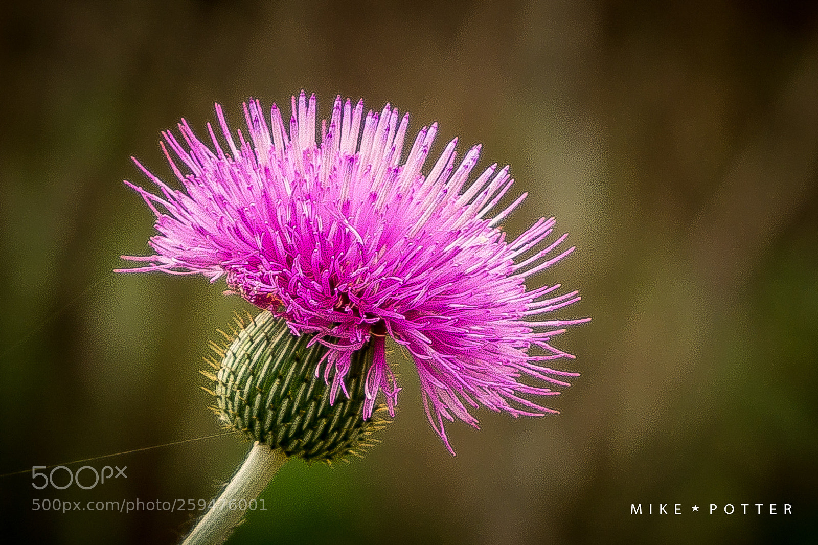Sony a6000 sample photo. American basket flower photography