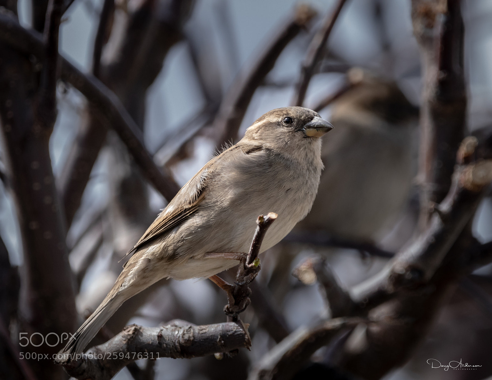 Canon EOS 80D sample photo. Barkyard birds photography