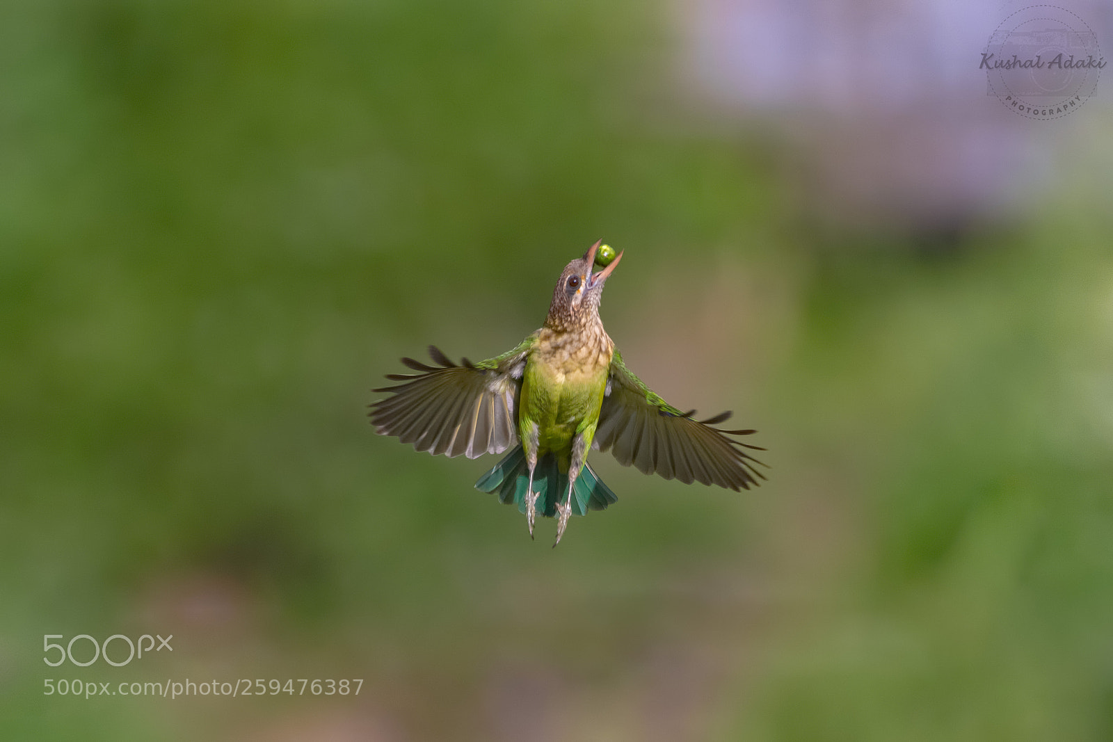 Nikon D500 sample photo. White cheeked barbet photography