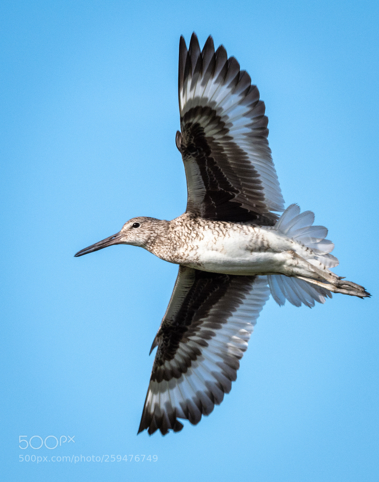 Olympus OM-D E-M1 Mark II sample photo. Willet flying photography