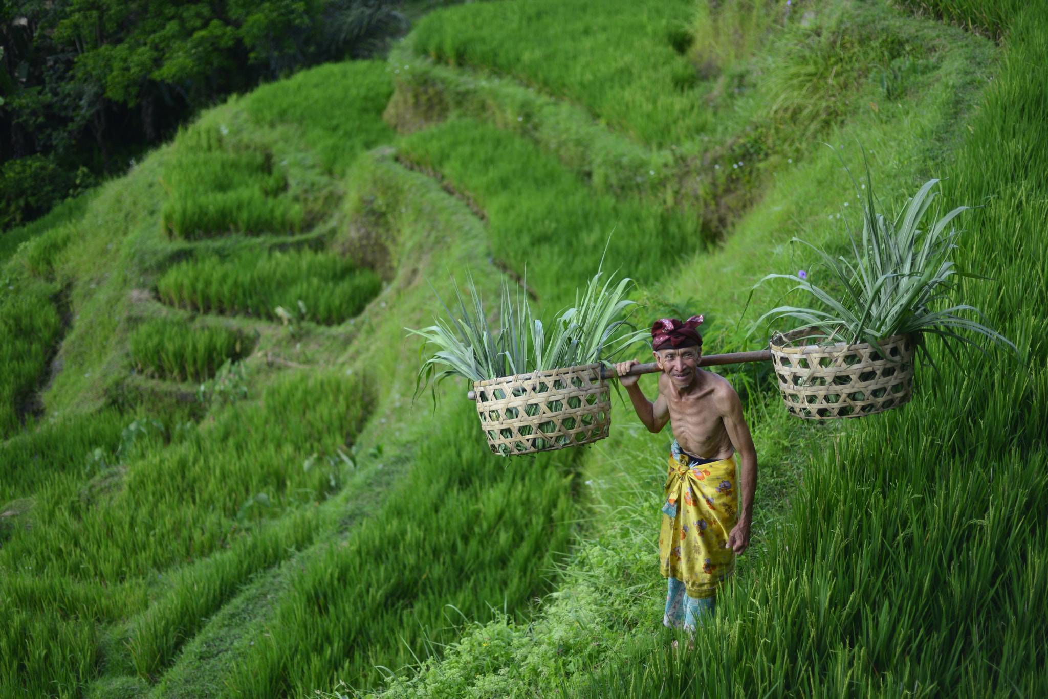 Nikon D610 sample photo. Farmer photography