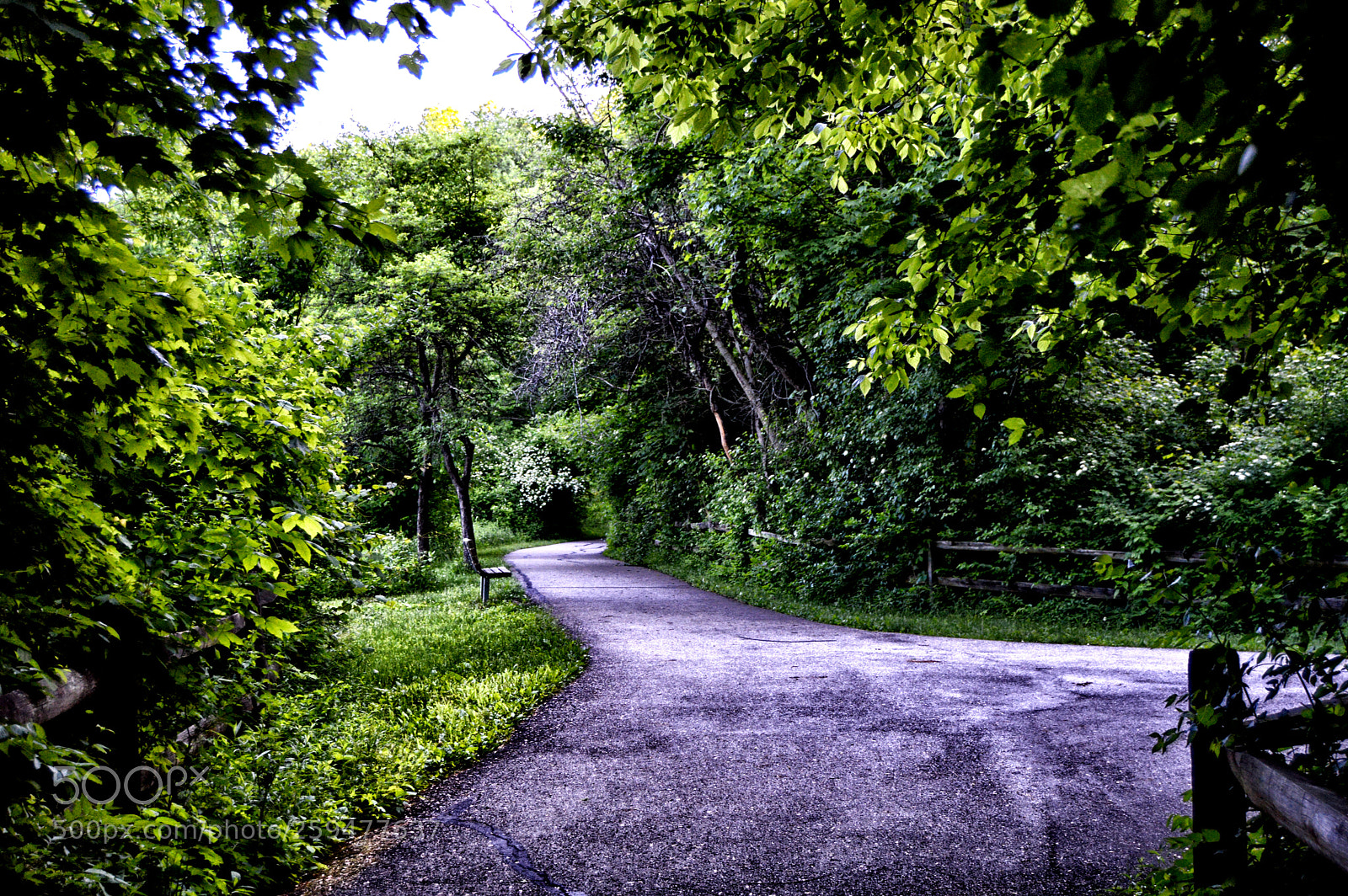 Nikon D3200 sample photo. Path woods photography