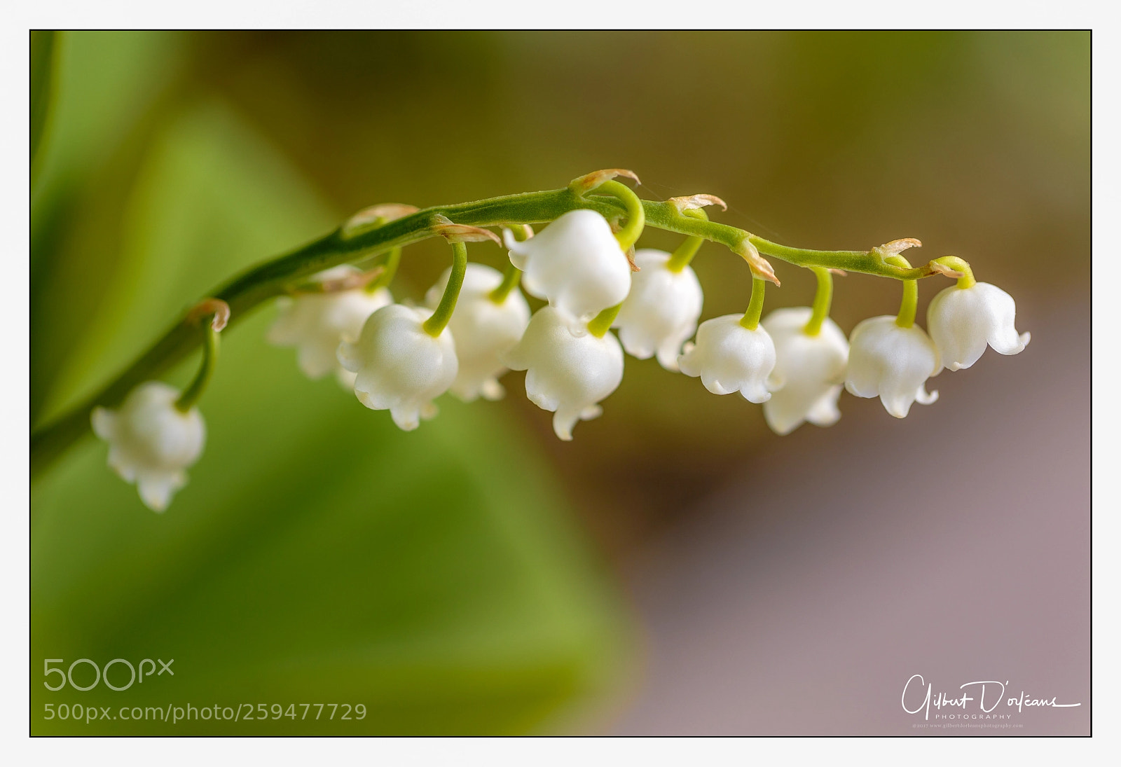 Canon EOS 6D sample photo. Flowers photography