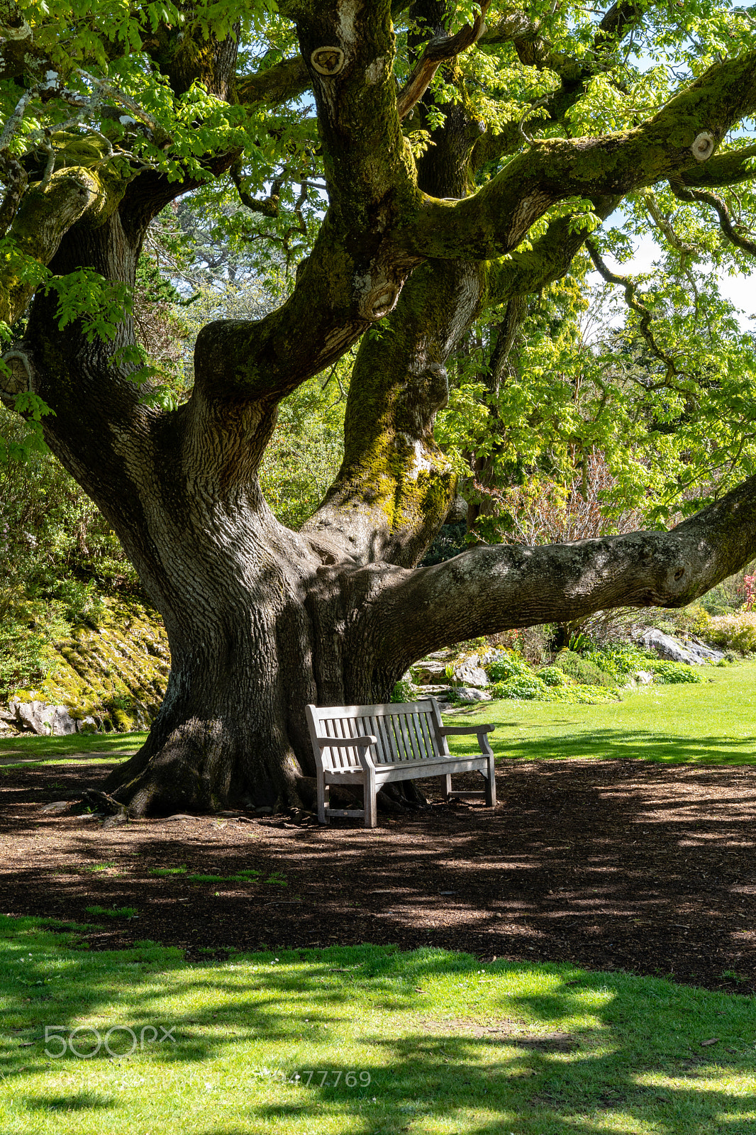 Sony a7 III sample photo. Tree and bench photography