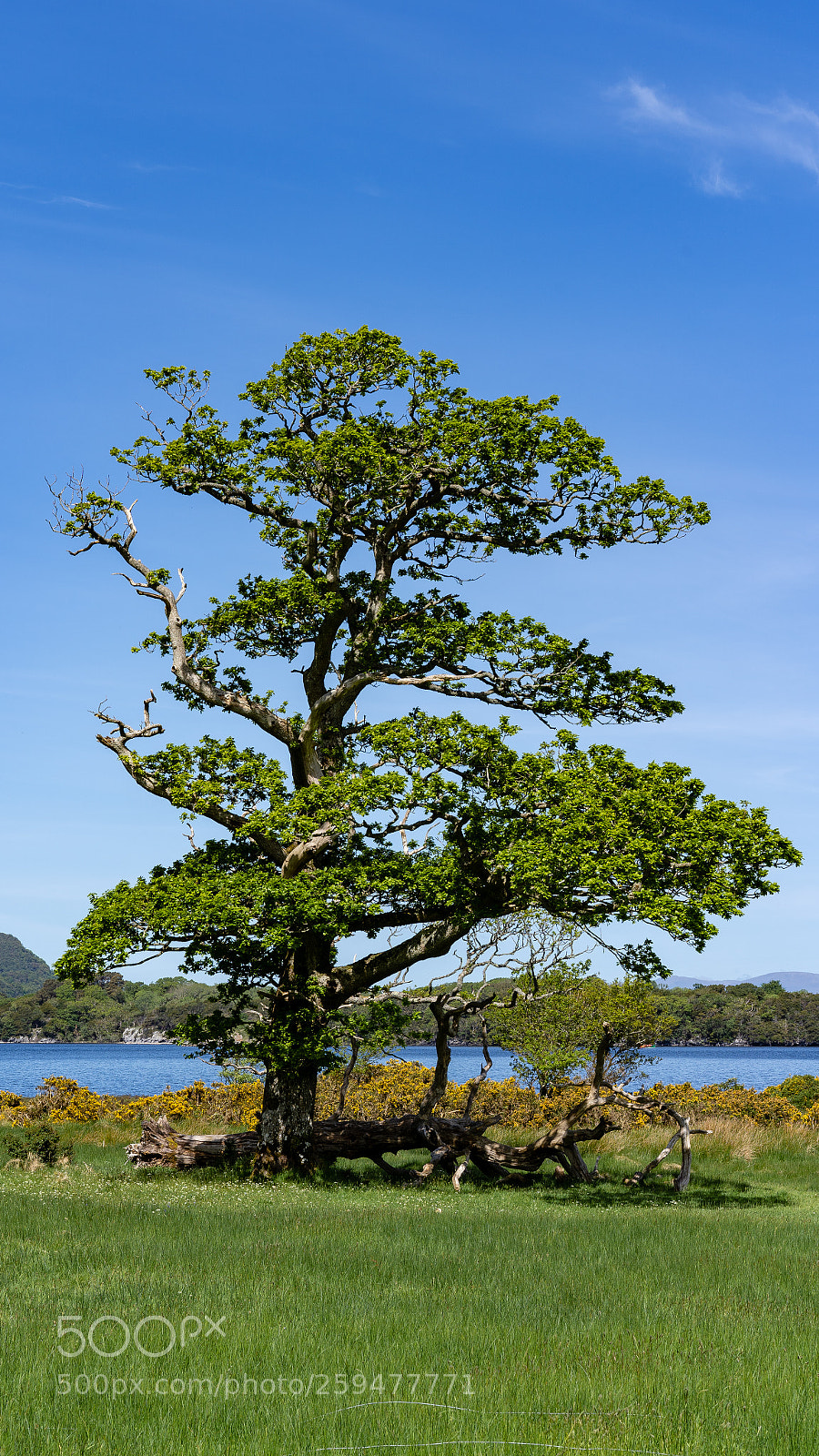 Sony a7 III sample photo. One tree photography