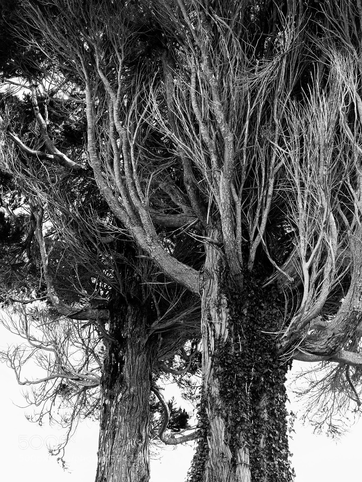 Sony a7 III sample photo. Two trees photography