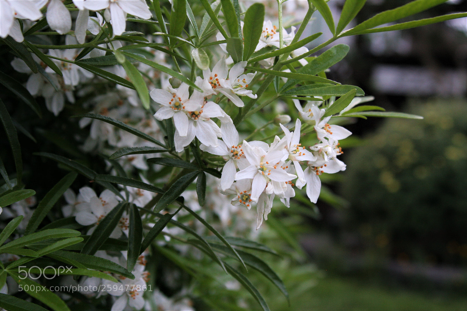 Canon EOS 20D sample photo. Open photography