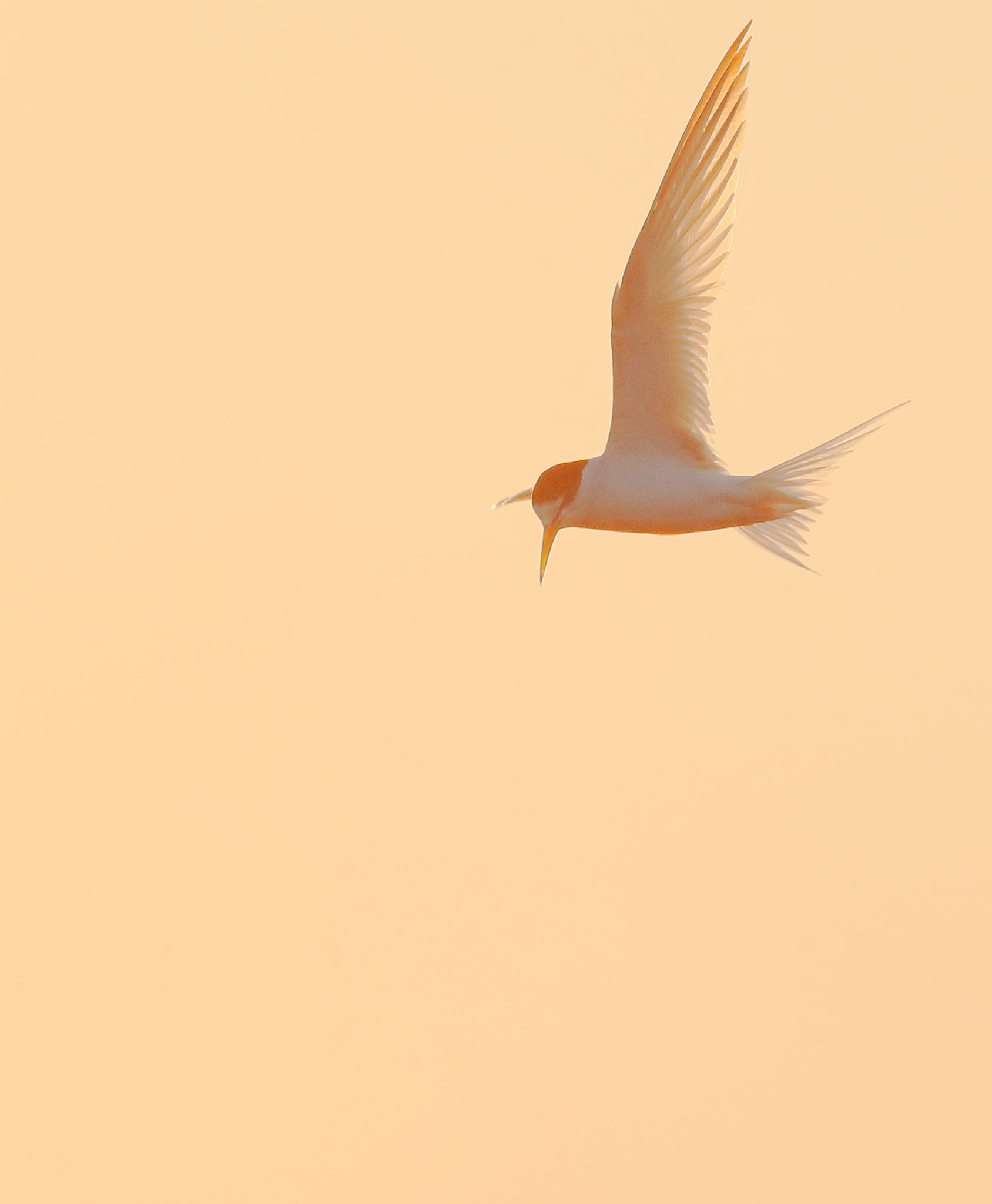 Canon EF 400mm F2.8L IS II USM sample photo. コアジサシ little tern photography