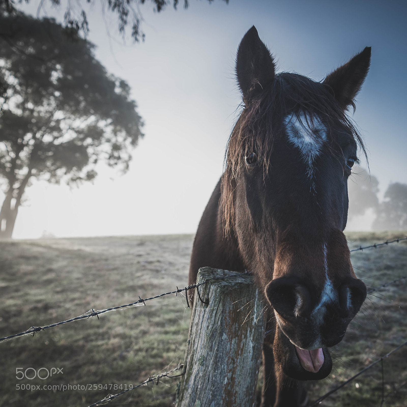 Nikon D610 sample photo. Mr ed photography