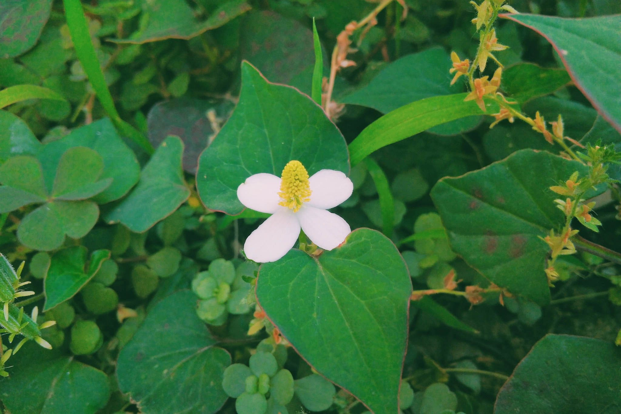 Xiaomi Redmi 4A sample photo