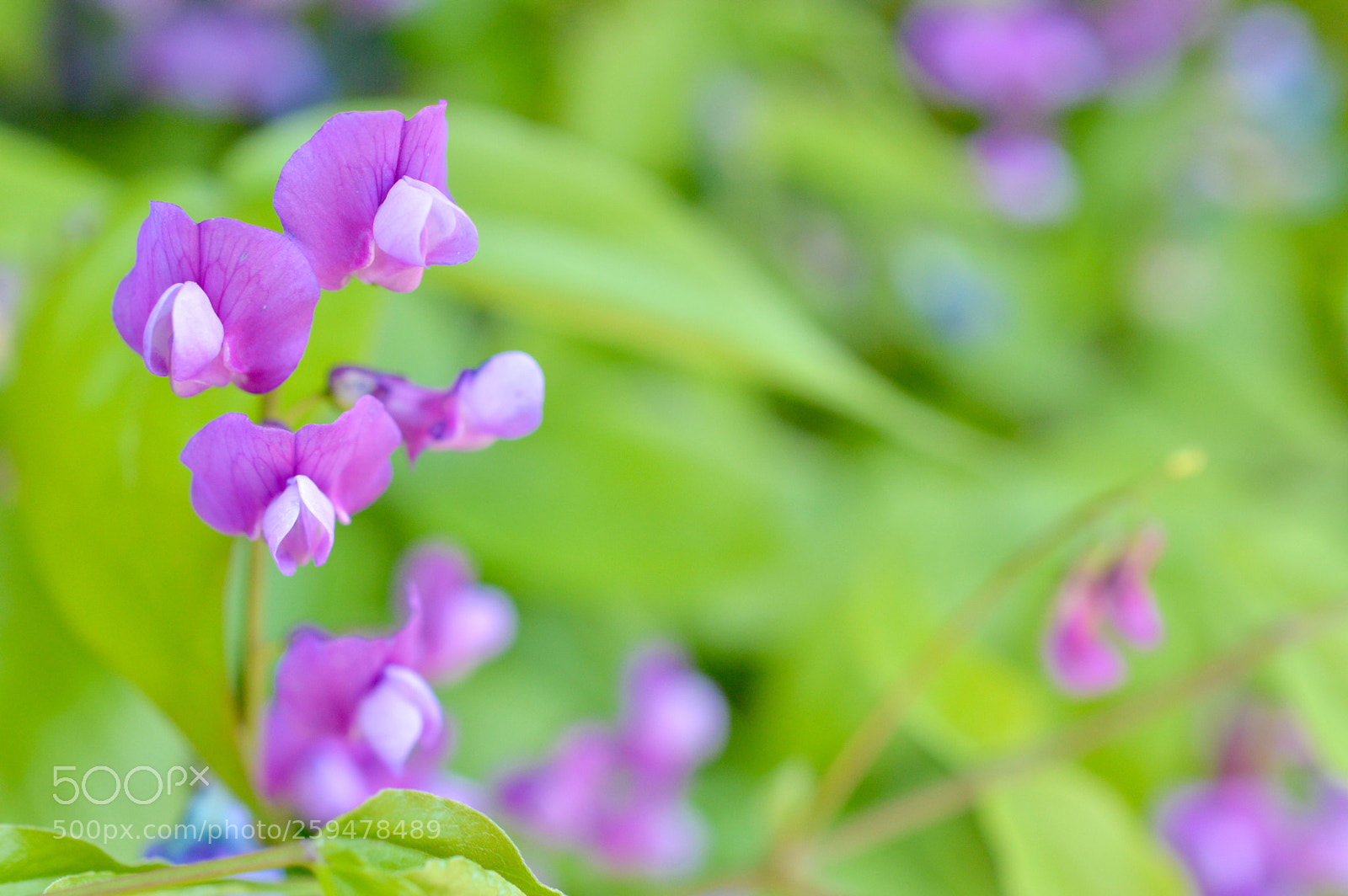 Nikon D3200 sample photo. Colorful lights〜♫˚:*:・゜ photography