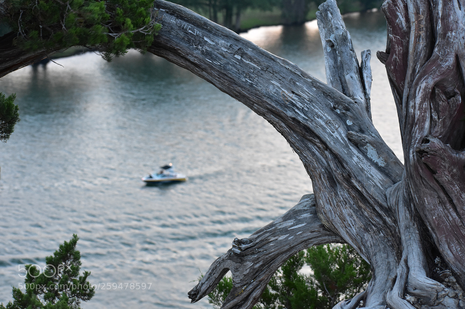 Nikon D3400 sample photo. Tree with carved names photography