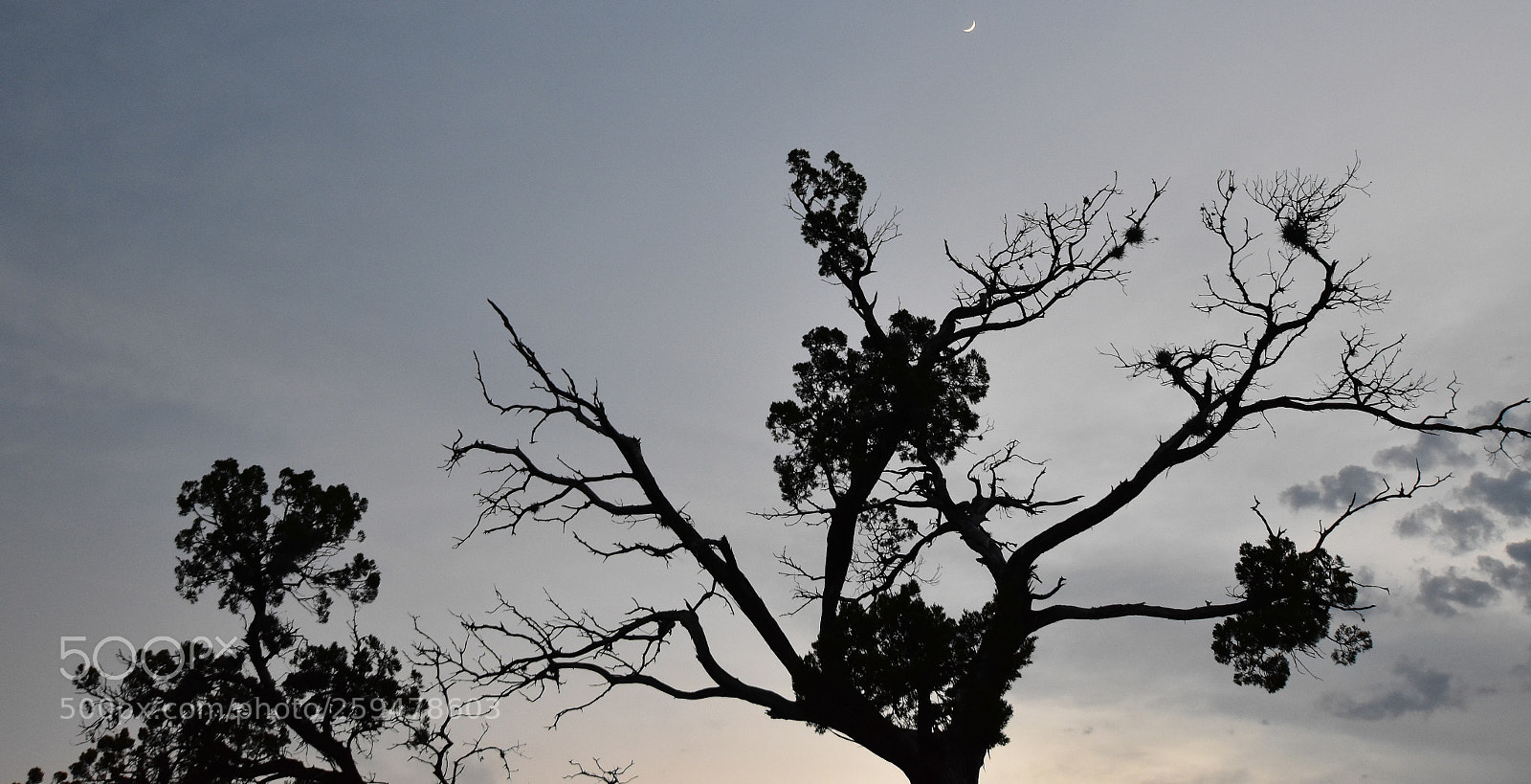 Nikon D3400 sample photo. Tree at sunset photography