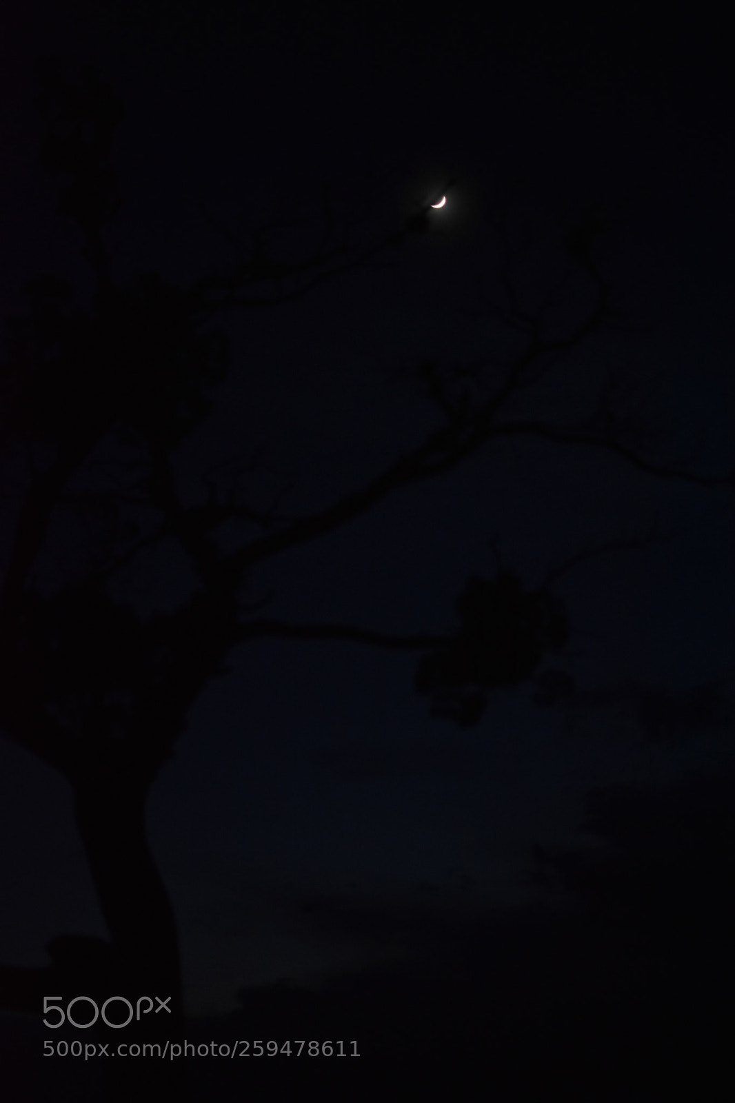 Nikon D3400 sample photo. Moon and tree at photography