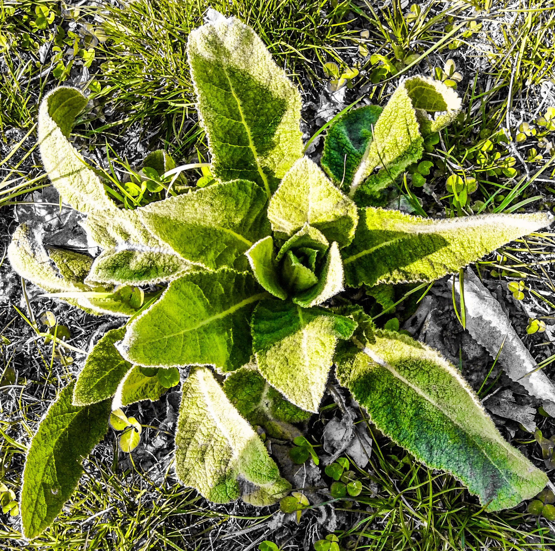 Apple iPad mini 2 sample photo. Green nectar photography
