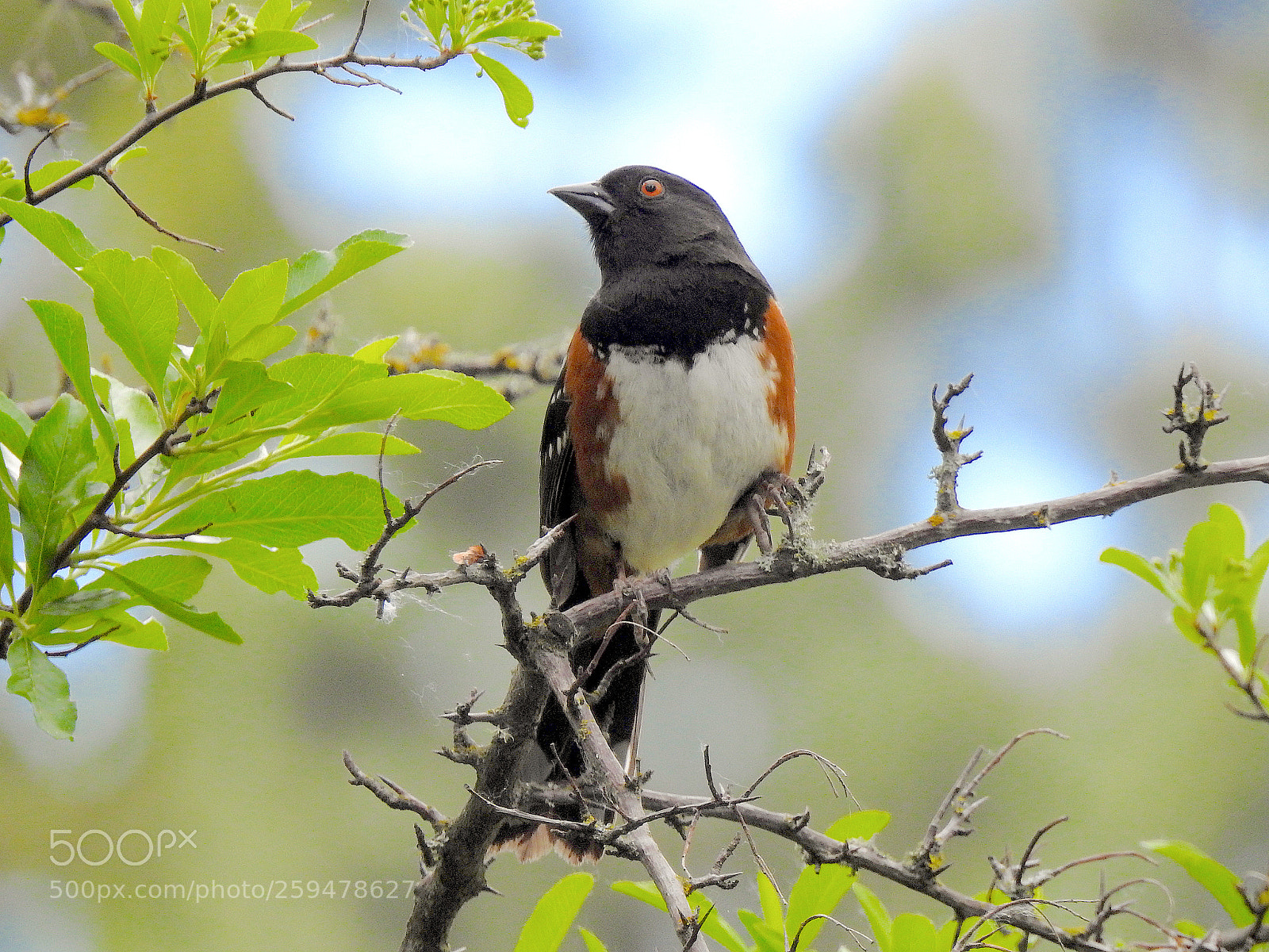 Nikon Coolpix P900 sample photo. Spotted towhee photography
