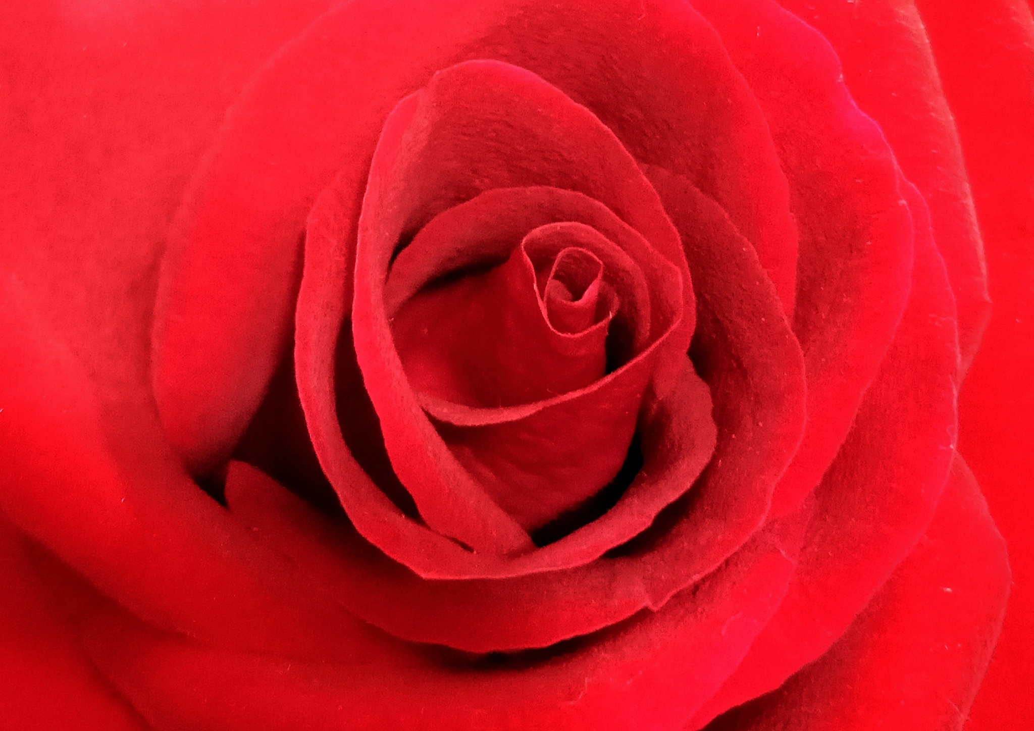 OPPO A1601 sample photo. Red rose photography