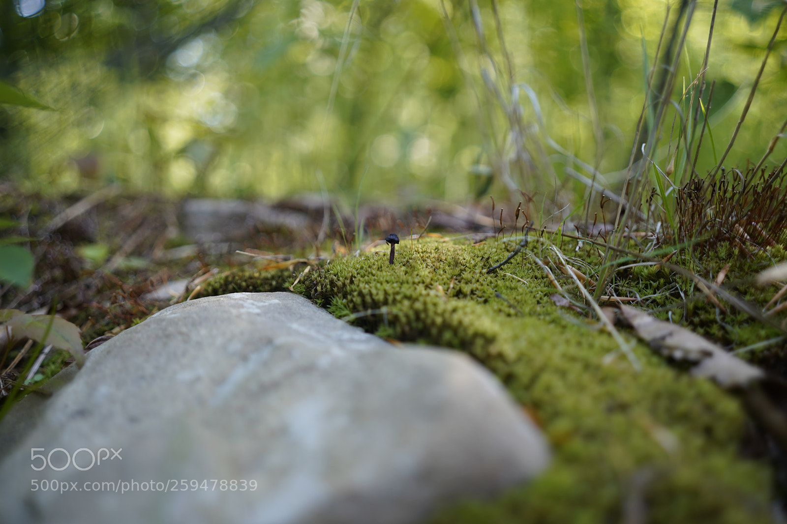 Sony a7 III sample photo. Dsc photography
