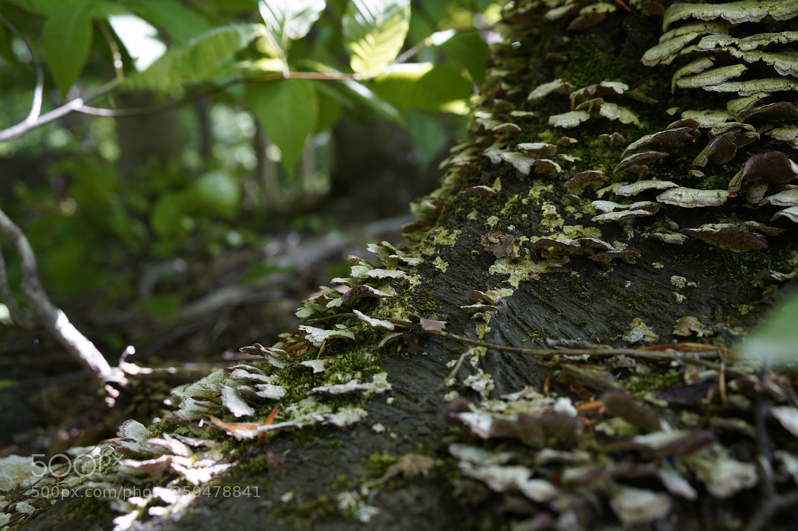 Sony a7 III sample photo. Dsc photography