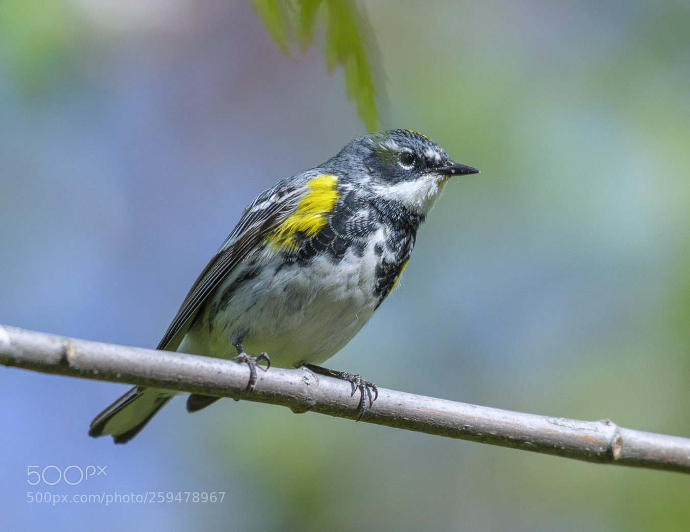Nikon D810 sample photo. Yellow-rumped warbler photography