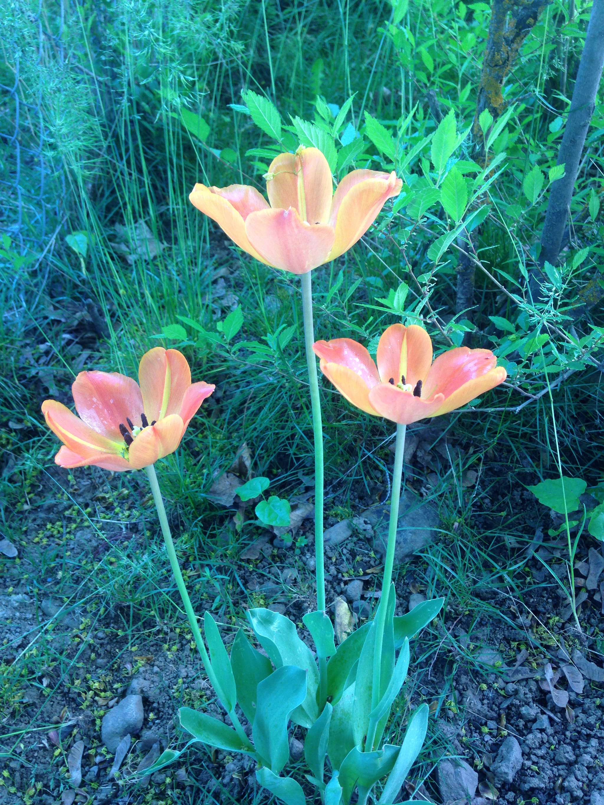 Apple iPhone 5c sample photo. Landscape photography
