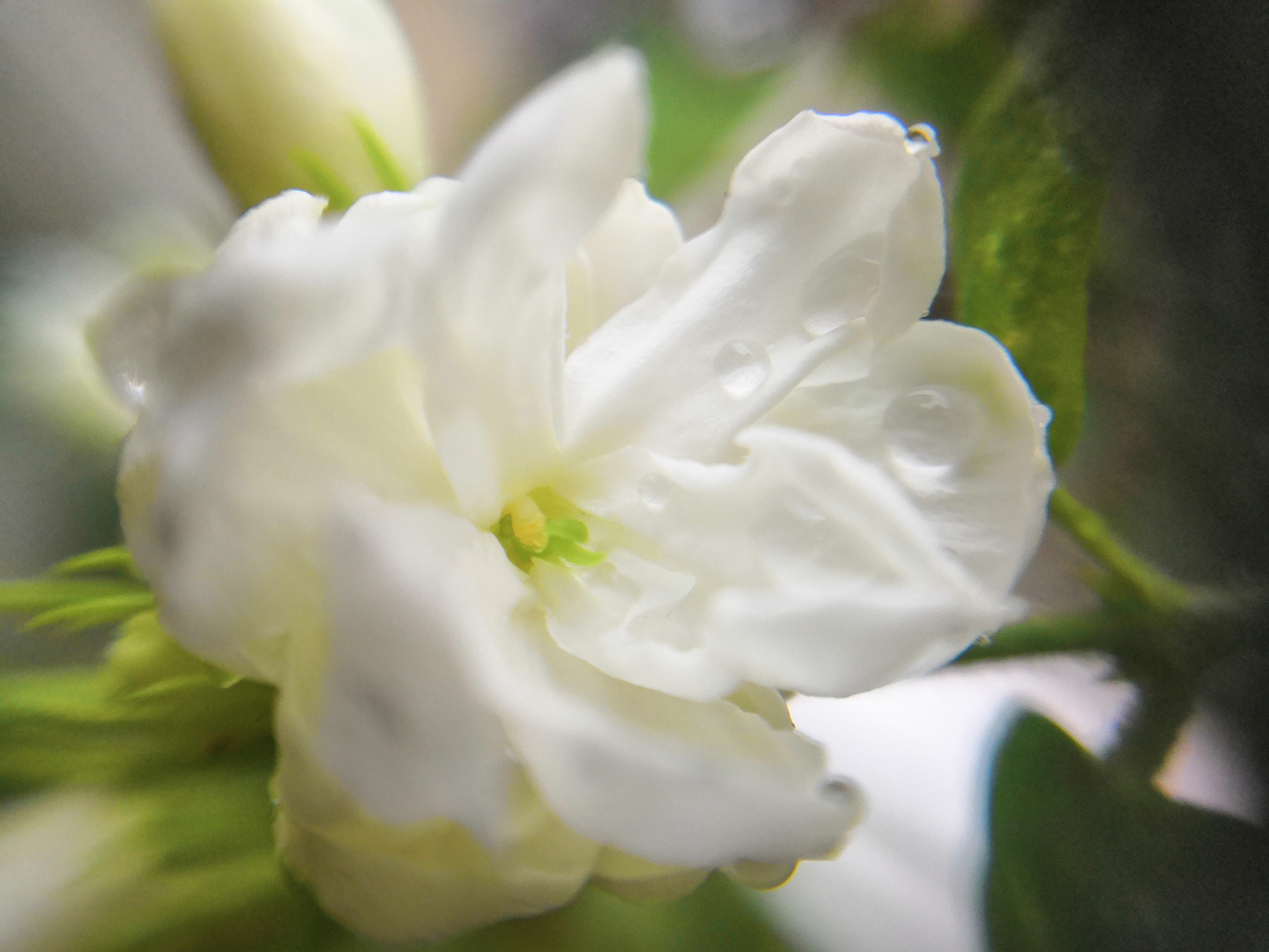 HUAWEI Honor 10 sample photo. Jasmine flower photography