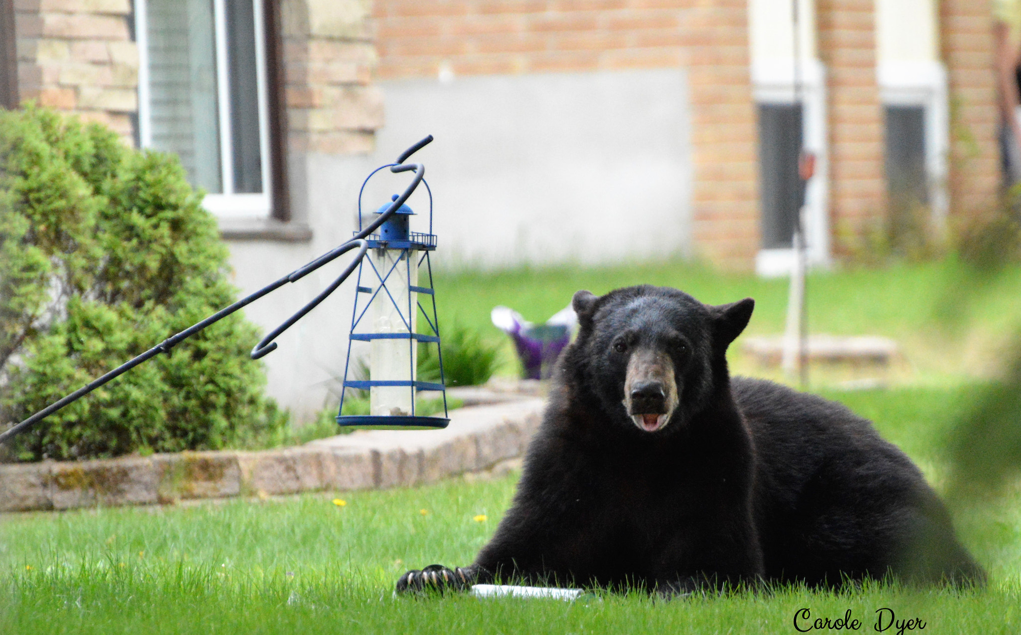 Nikon D3200 sample photo. Hungry bear photography