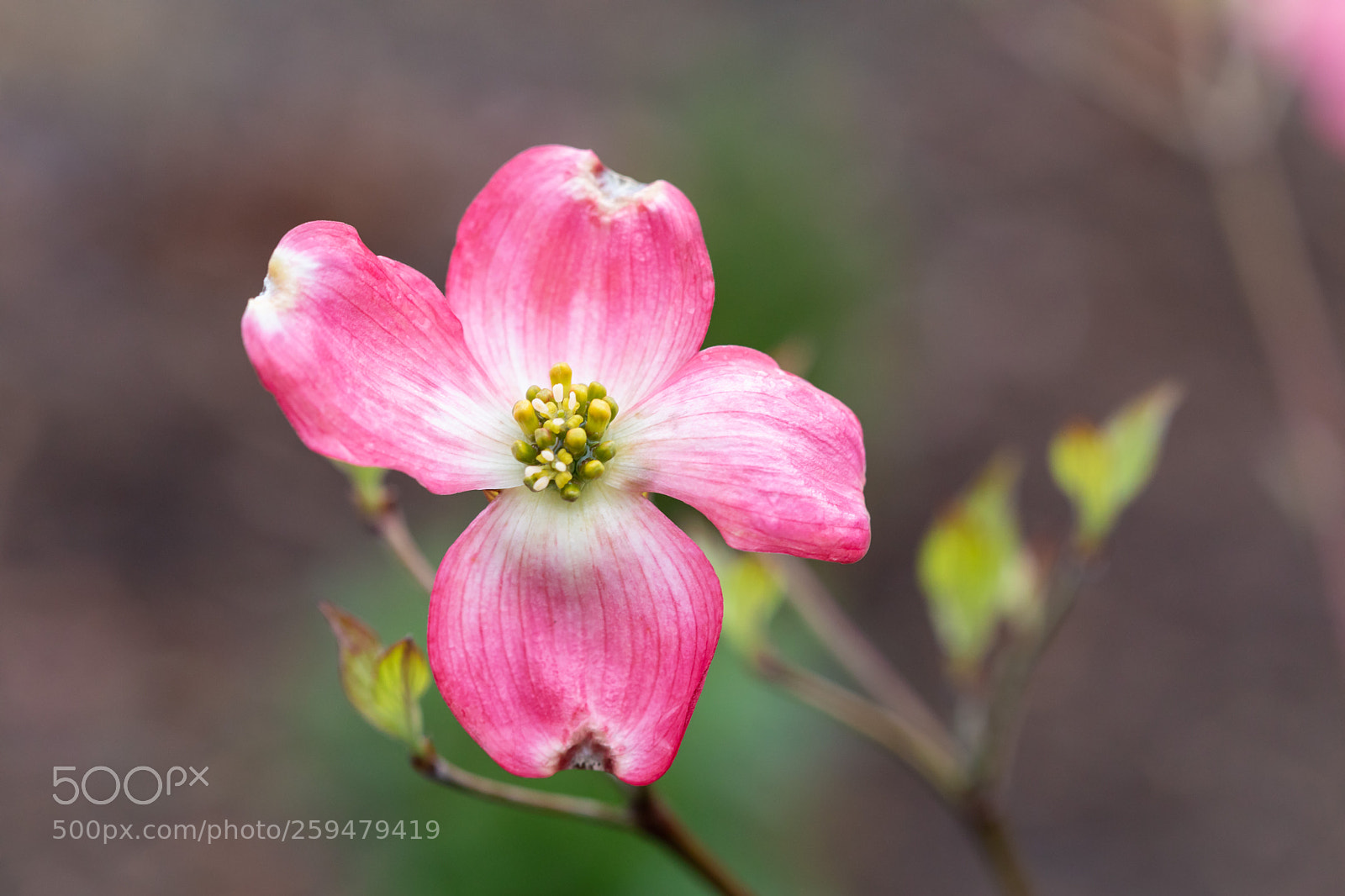 Canon EOS 5D Mark IV sample photo. Tantalization photography
