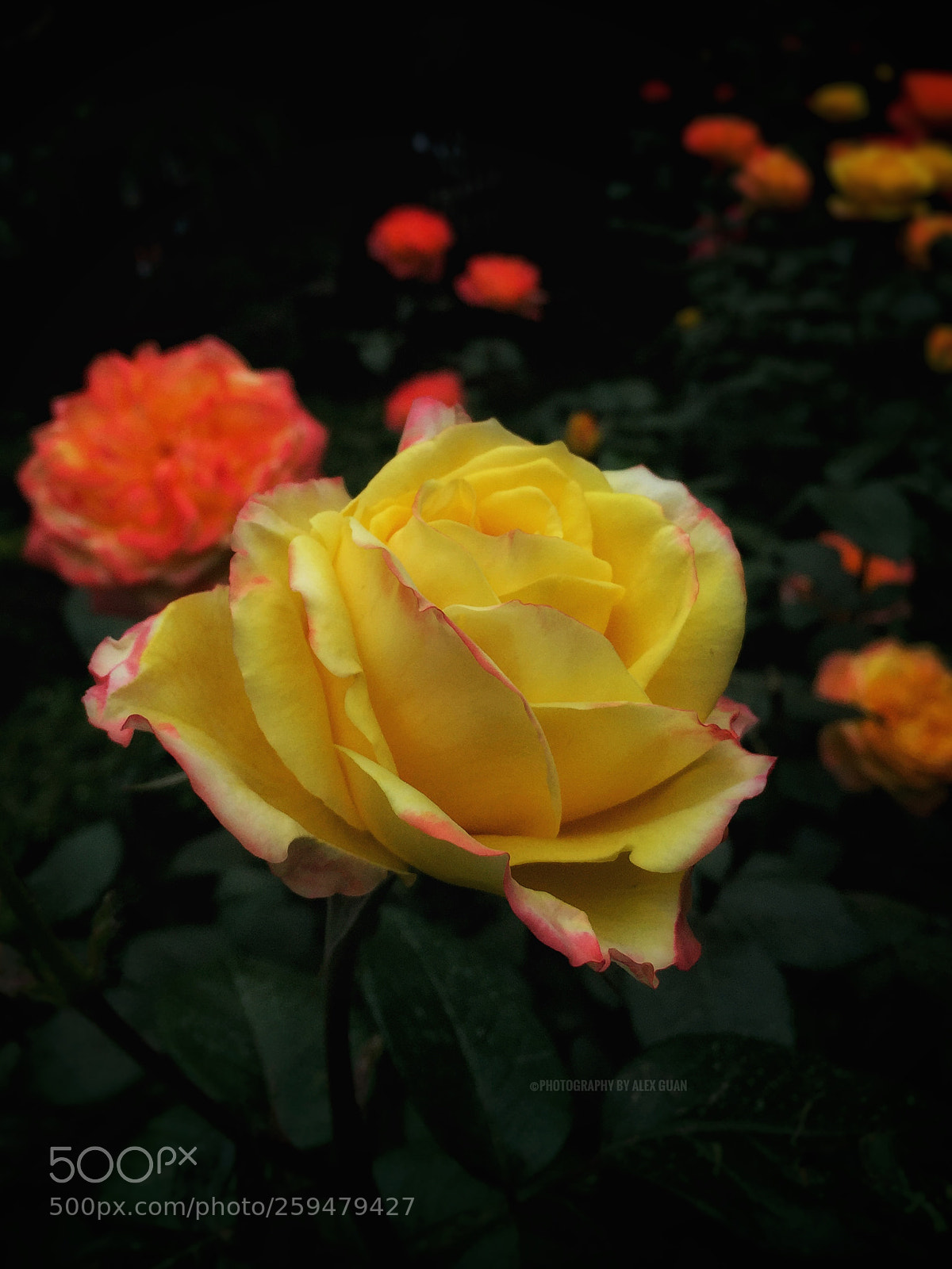 Apple iPhone 6 Plus sample photo. Yellow rose photography