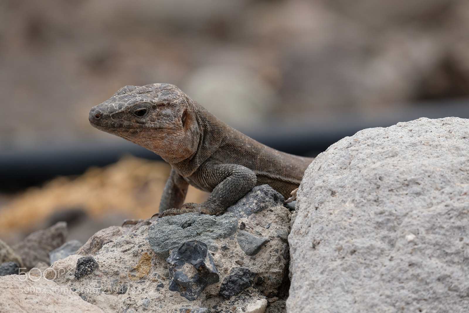 Fujifilm X-T20 sample photo. Local wildlife photography