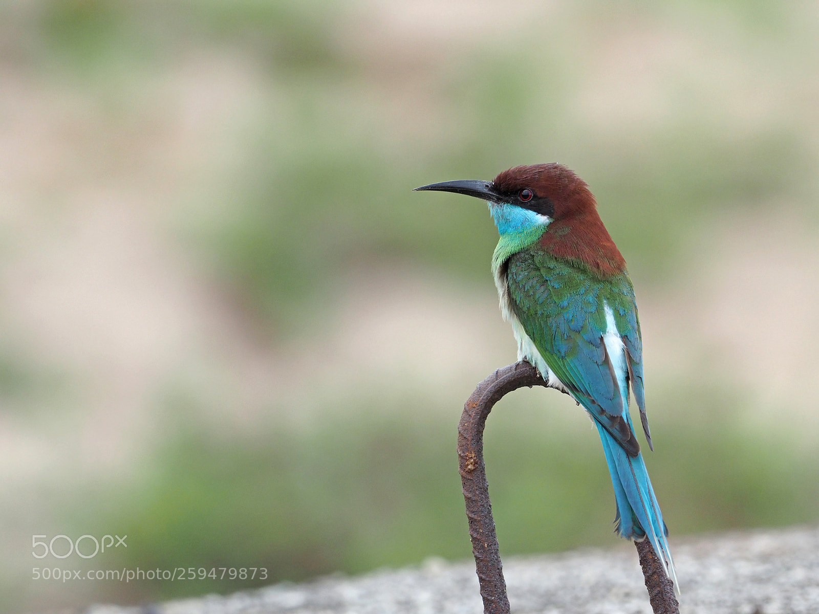 Olympus OM-D E-M1 Mark II sample photo. Blue-throated bee-eater photography