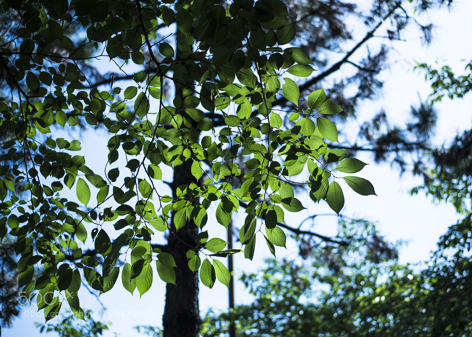 Nikon D810 sample photo. In a world   no.12 photography