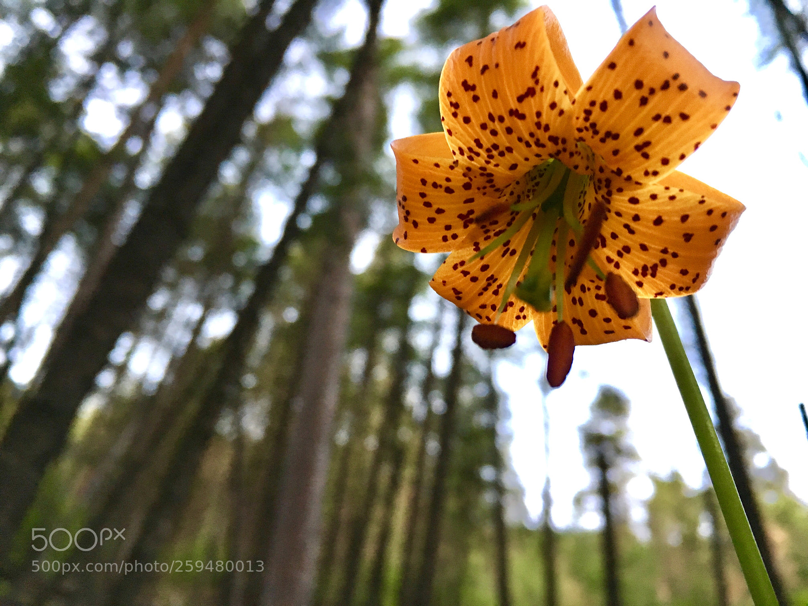 Apple iPhone 6s sample photo. Dragon flower photography