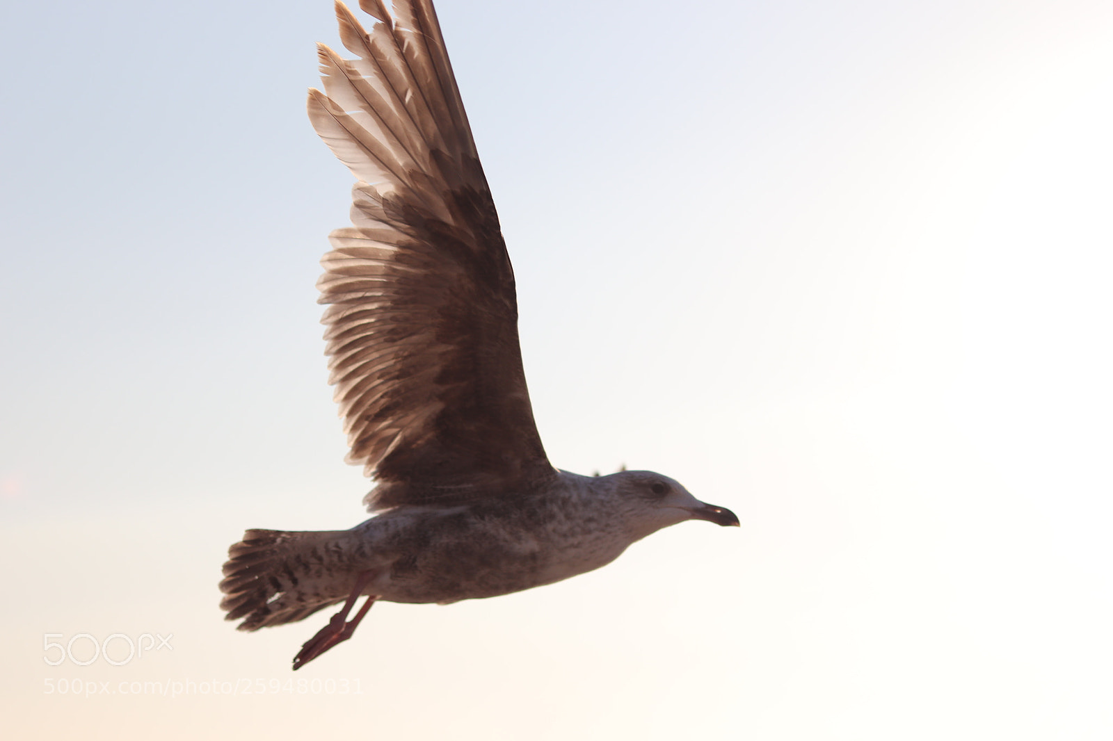 Canon EOS 77D (EOS 9000D / EOS 770D) + Canon EF 50mm F1.8 STM sample photo. Lift-off photography