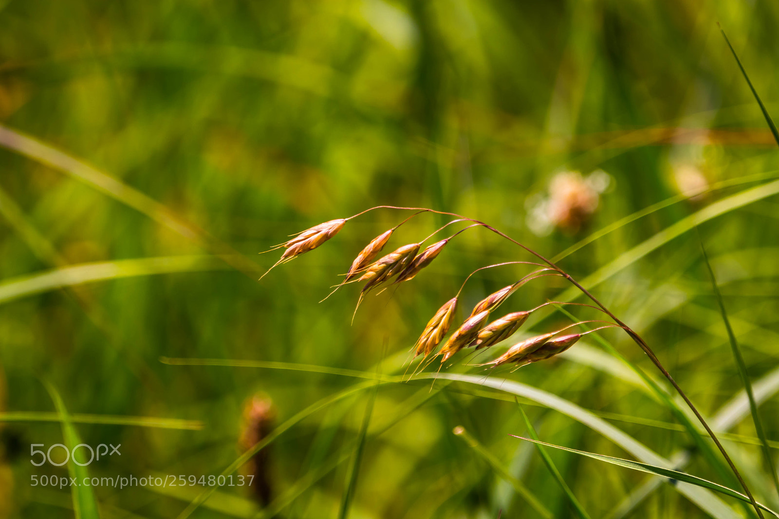 Canon EOS 800D (EOS Rebel T7i / EOS Kiss X9i) sample photo. Wild grass i photography